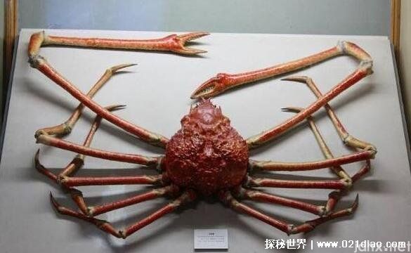 世界上最大的螃蟹，来自日本的巨型杀人蟹最大(腿长4.2米)(图2)
