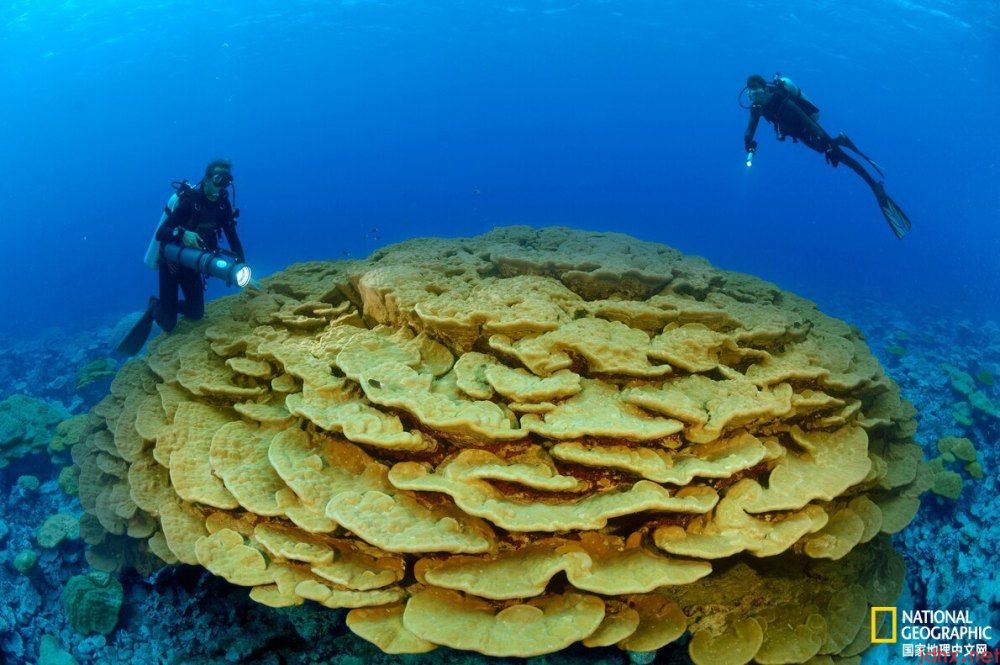 珊瑚适应气候变化
