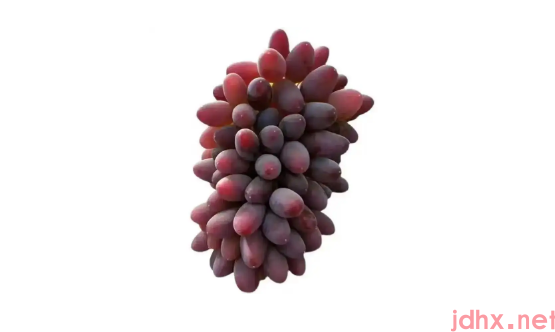 茉莉香葡萄是转基因葡萄吗1