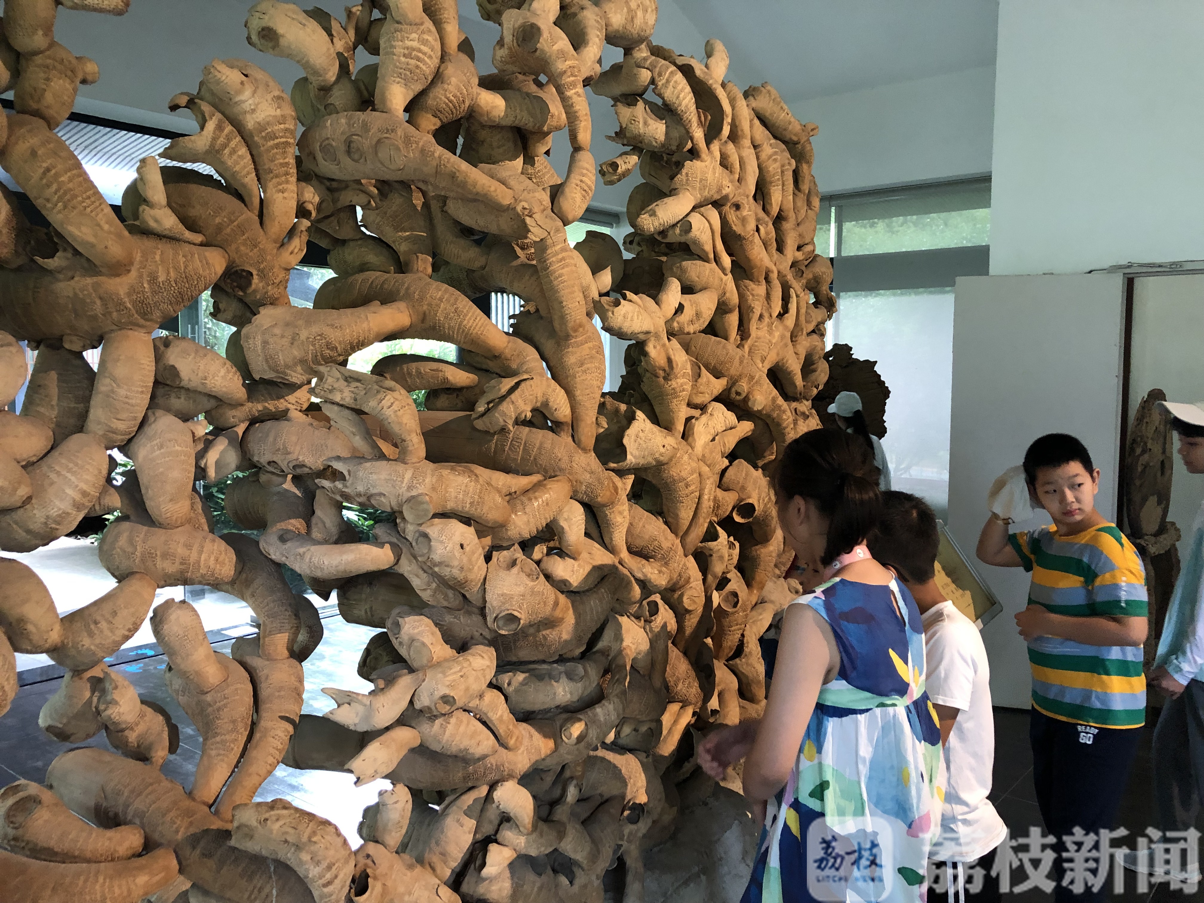 寻找“金钉子” 赏古木珍品 “未来科学家”科普探秘