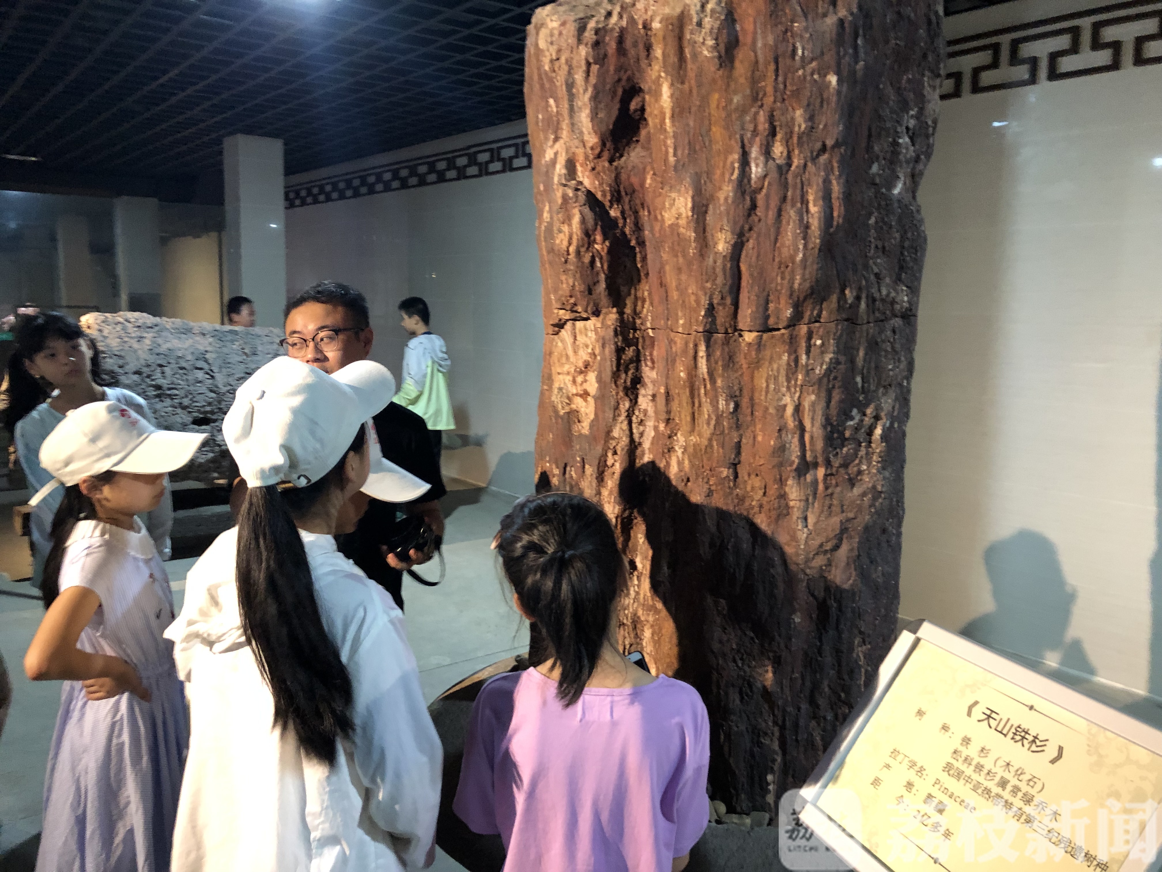 寻找“金钉子” 赏古木珍品 “未来科学家”科普探秘