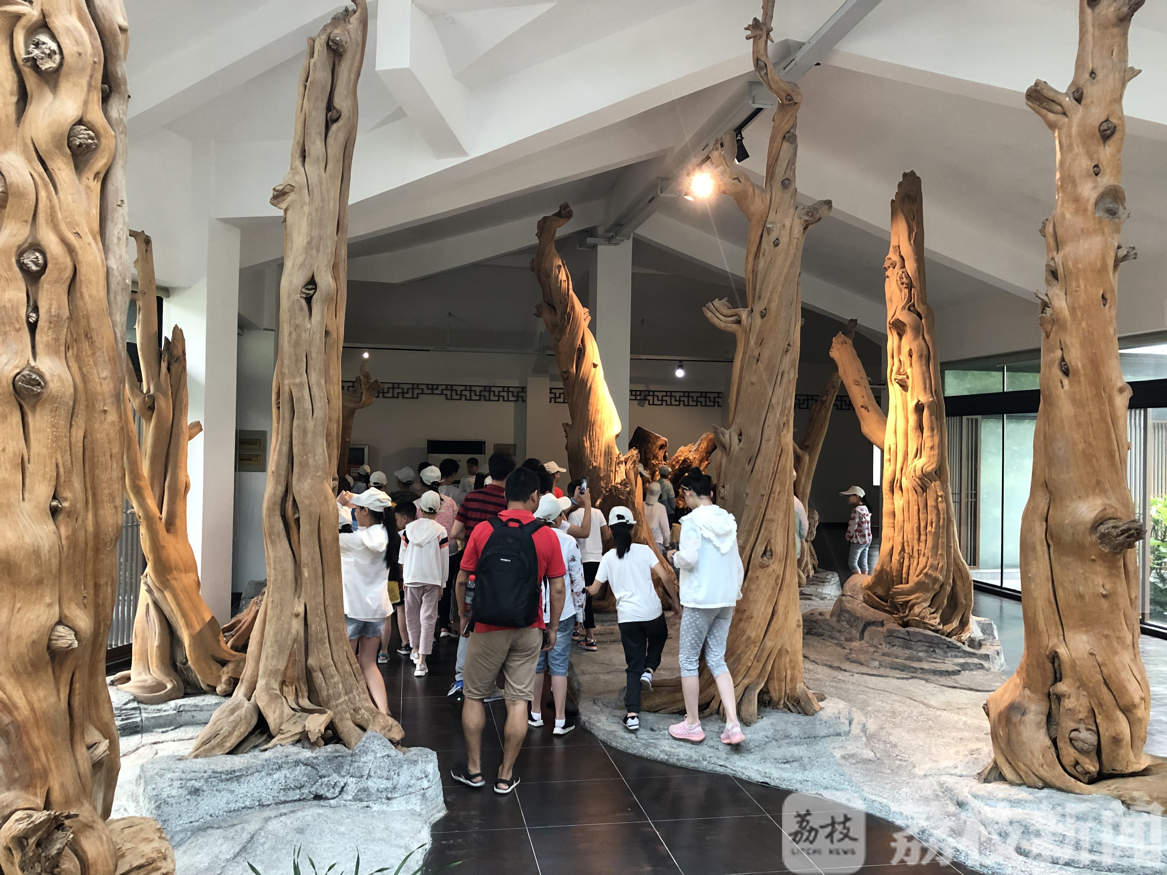 寻找“金钉子” 赏古木珍品 “未来科学家”科普探秘