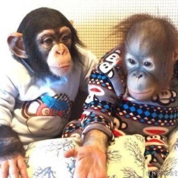 黑猩猩的智商相当于人类几岁，黑猩猩和大猩猩有哪些区别？(图2)